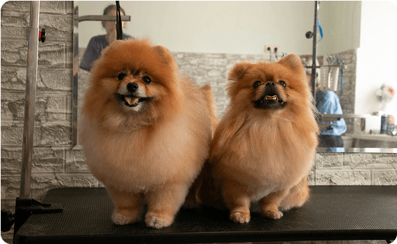 Отзыв от Кекс и Пух, 7 и 3 года