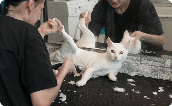 Отзыв от Снупдог, 2 года